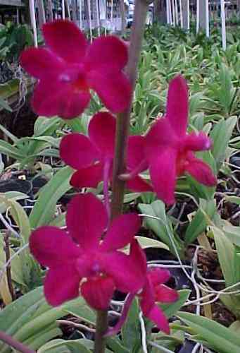Ascovandoritis ThaiCherryCarmela